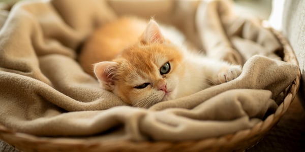 British shorthair kitten lying in a basket