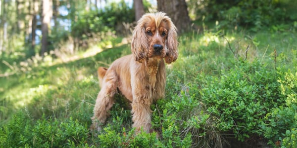 Cocker Spaniel with a puppy cut haircut walking in forest