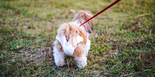 Small dog on lead facing away from the camera wearing a white nappy