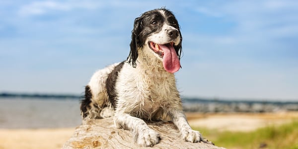 Black and white Springer Spaniel sitting on log next to beach