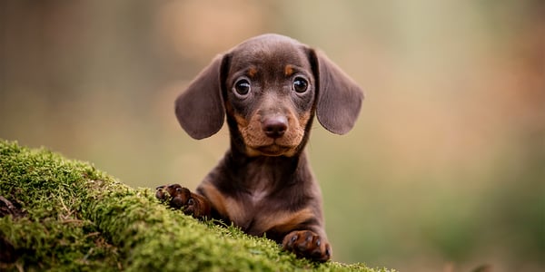 A puppy dachshund standing by moss.