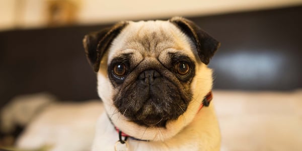 A close up of a pug