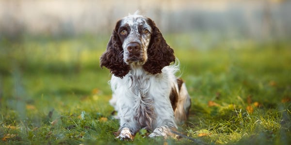 A springer spaniel sitting on grass.