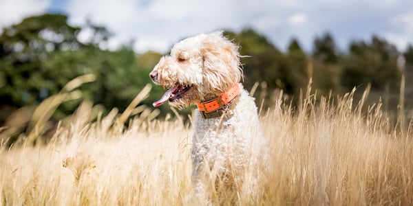 Labradoodle in long grass