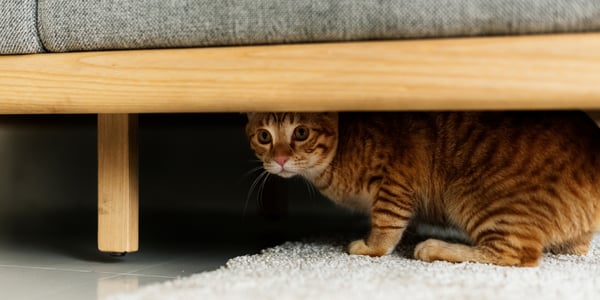 Ginger cat hiding under couch