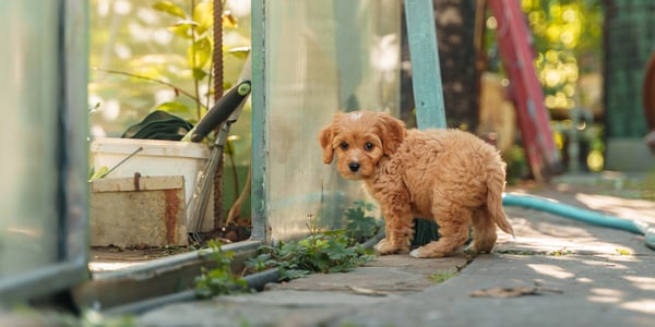 Cavapoo names outside of a greenhouse
