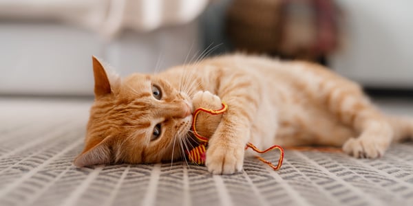 gigner cat lying on floor with string