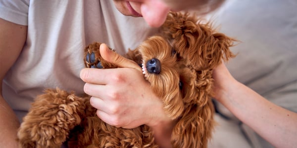 A red-coloured Cockapoo biting their owner's hand.