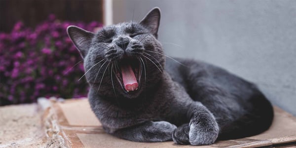 grey cat yawning sitting on cardboard box