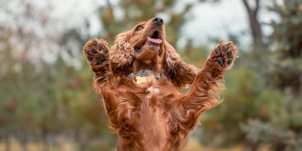 Red Cocker Spaniel jumping with tongue out