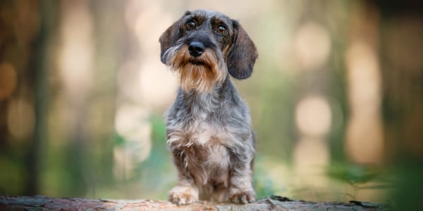 A grey long-haired dachshund.