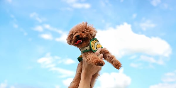 Teacup dog being held in air