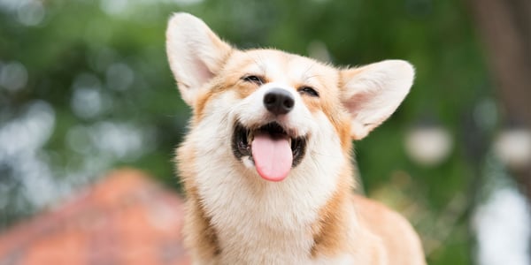 A panting corgi