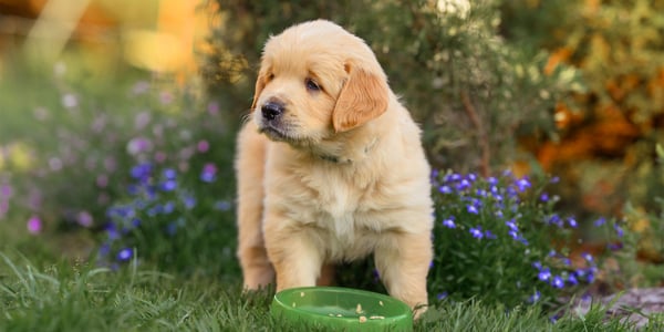 A puppy golden retriever standing in flowers.