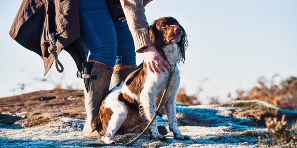 Brown and white Spaniel on lead sitting on snow in front of owner