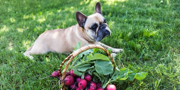 French bulldog lying on grass in front of basket of radishes