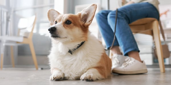 A Corgi laying down at a vet practice.