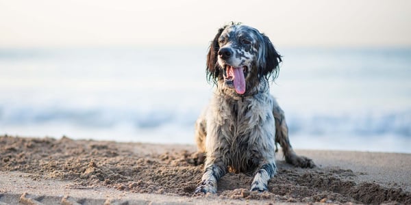 A dog on the beach