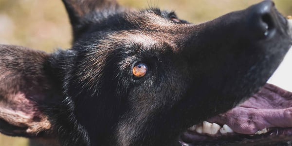 close up of blue husky eye