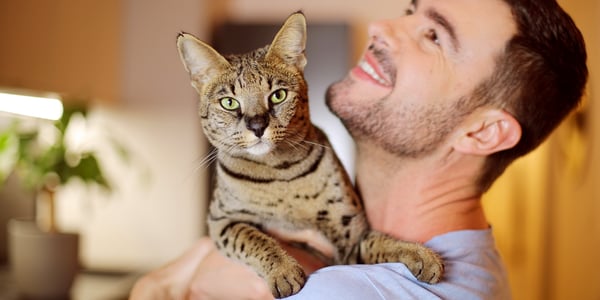 Savannah cat in the arms of owner