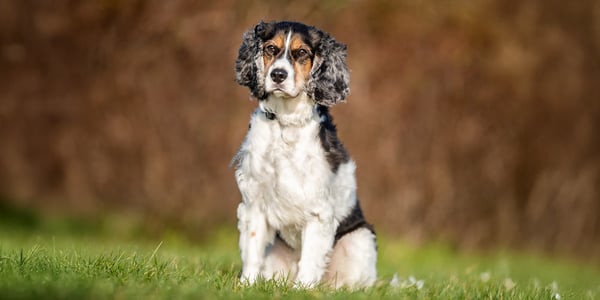 A brown, black and white springer spaniel sitting on grass.