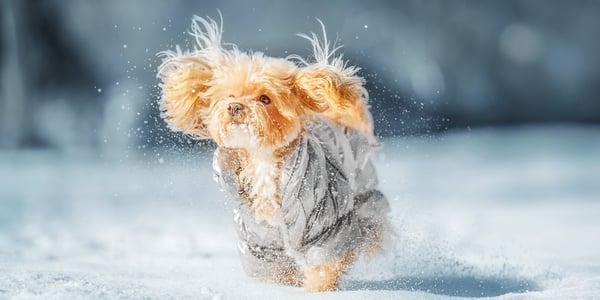 A maltipoo wearing a coat and running in the snow.