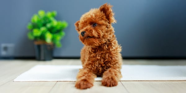 maltipoo sitting on a rug