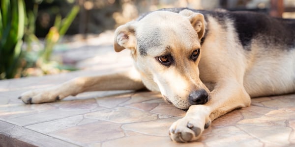 A dog nibbling on his leg.