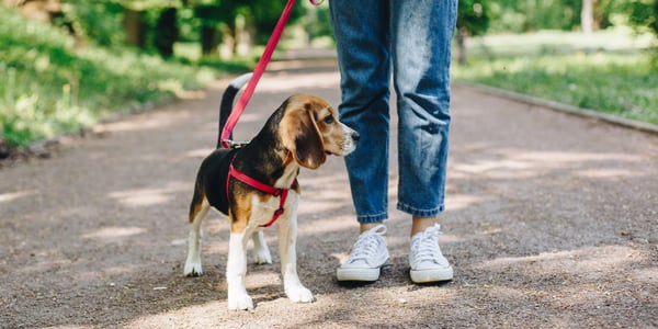 A beagle standing next to its owners feet on a red lead and harness.