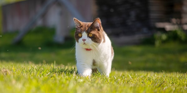 A brown and white british shorthair cat walking across grass lit up by the sun