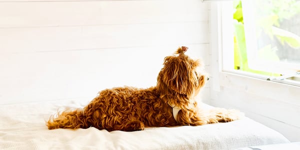 A cockapoo wearing a hair tie laying down on a bed.