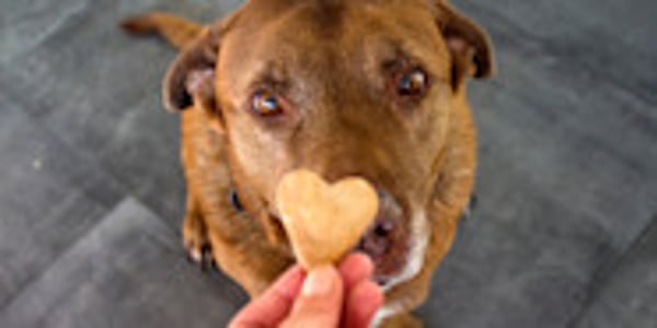 Can Dogs Eat Ginger Biscuits Our Expert Advice
