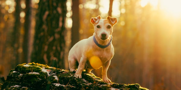 a jack russell standing on a rock in a forest, the sun is shining through the trees