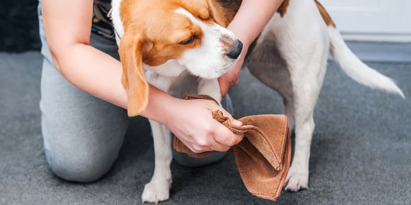 A beagle outdoors having his paws wiped.