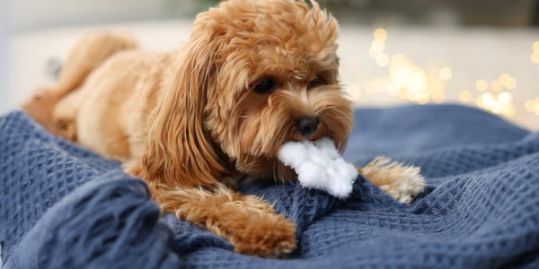 Maltipoo lying on blanket with fluff in mouth from pulling out of a cushion