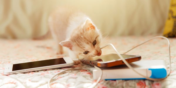 kitten biting a phone cord
