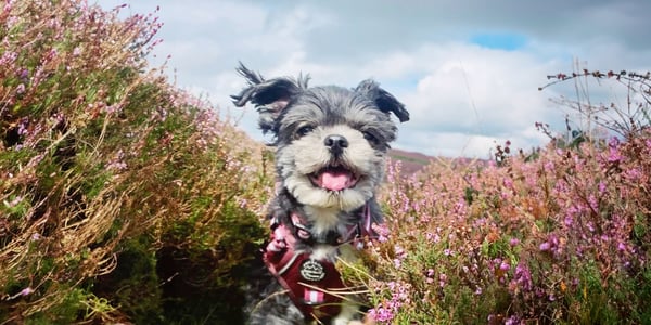 A dog bounding through a field of flowers in a harness.