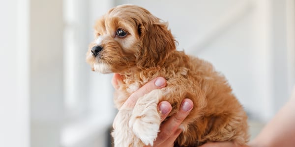 A hand holding a puppy Cavapoo against a blurred white background.