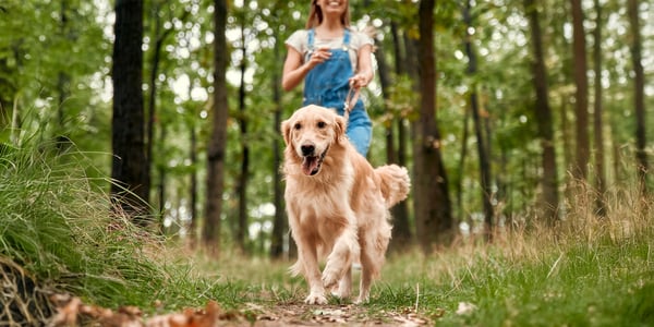 A golden being walked into the woods.