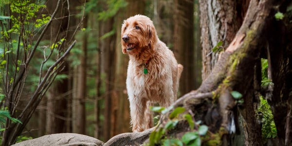 Labradoodle standing in a forest