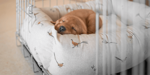 A small dog asleep on a lords and labradors bed