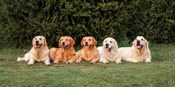 5 golden retrievers laying in a row.