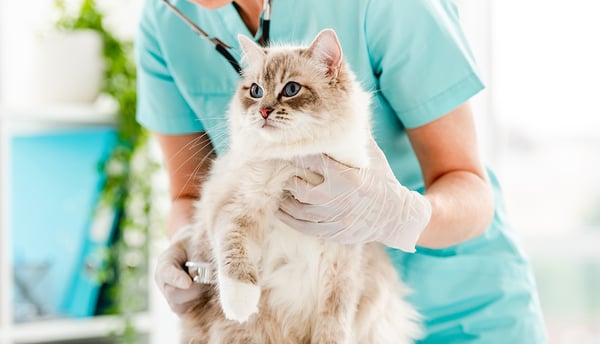 A cat being gently held by a vet having its chest checked.