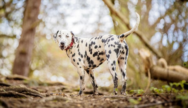 Dalmatian standing in a forest with red collar