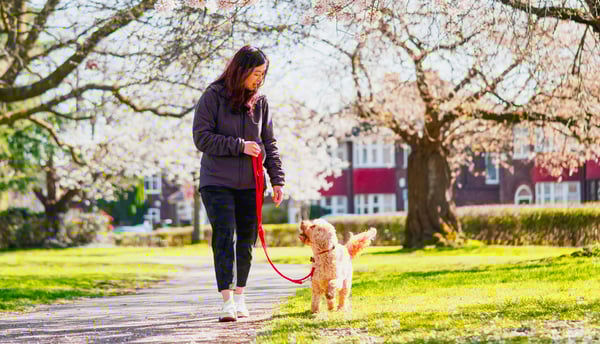 A woman walking her Cockapoo through a park.