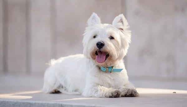 West Highland White Terrier lying on ground with tongue out