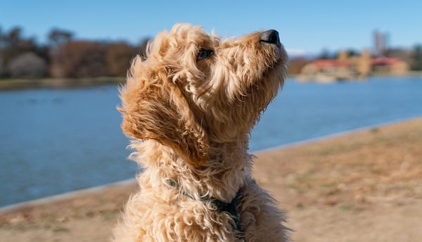 A woman holding her goldendoodle and smiling at the camera.