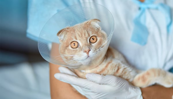 A ginger scottish fold in a cone held by a vet.