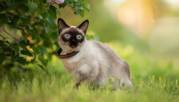 A Siamese cat sitting on grass.