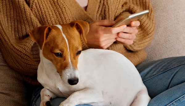 A Jack Russel Terrier sat on its owners lap, the owner is using their phone
